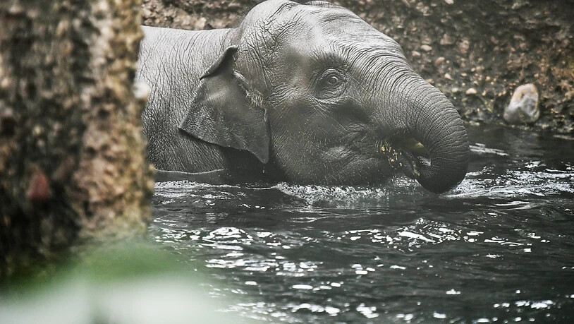 Elefant Ruwani im kühlen Nass. Das Elefantenmädchen kam am 25. Februar 2017 zur Welt.