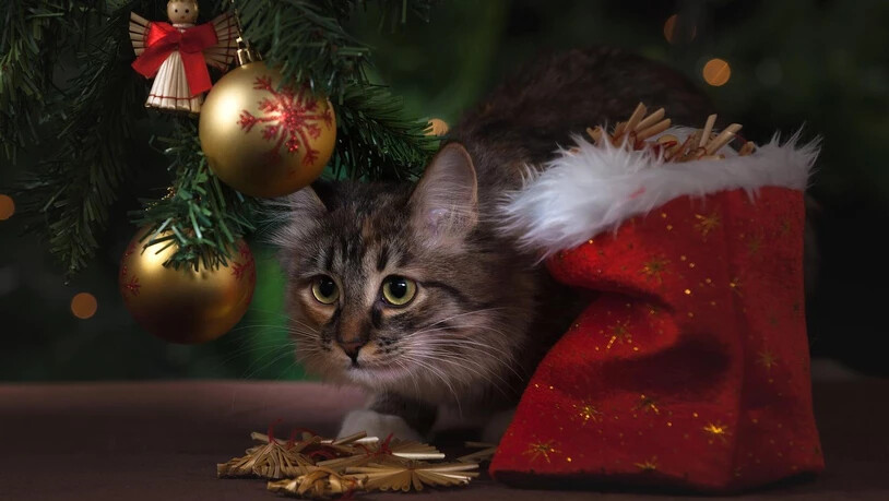 Tiere gehören nicht als Geschenk unter den Weihnachtsbaum (Symbolbild)