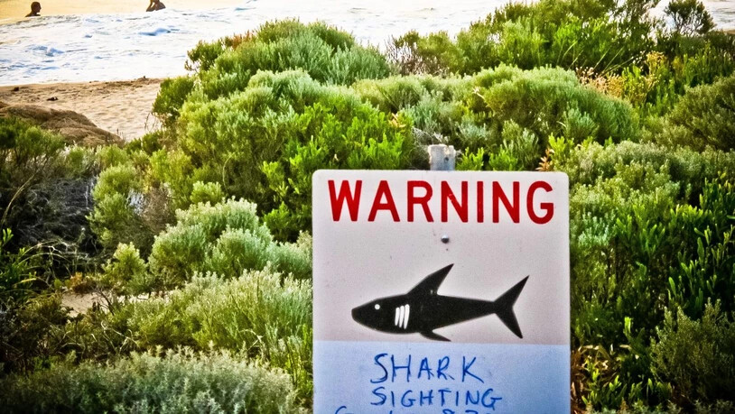 Bei einer Haiattacke vor der Küste Australiens ist ein Taucher gestorben. (Symbolbild)