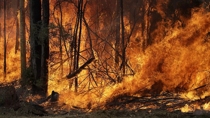 Durch eine erneute Hitzewelle droht eine Ausbreitung der Busch- und Waldbrände in Australien. Auf dem Bild ein Feuer bei Tomerong in New South Wales.