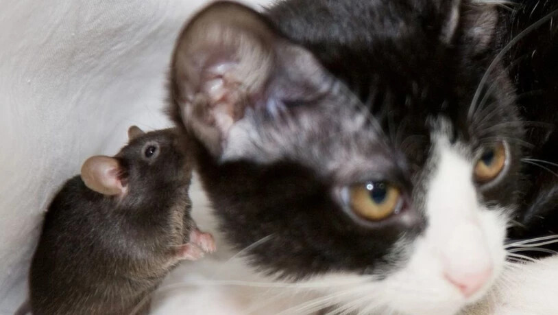 Diese furchtlose Maus könnte an Toxoplasmose leiden. Genfer Forscher haben nun bewiesen, dass der Befall mit diesem Parasiten nicht nur spezifisch die Angst vor Katzen beseitigt, sondern das ganze Verhalten beeinflusst. (Archivbild)