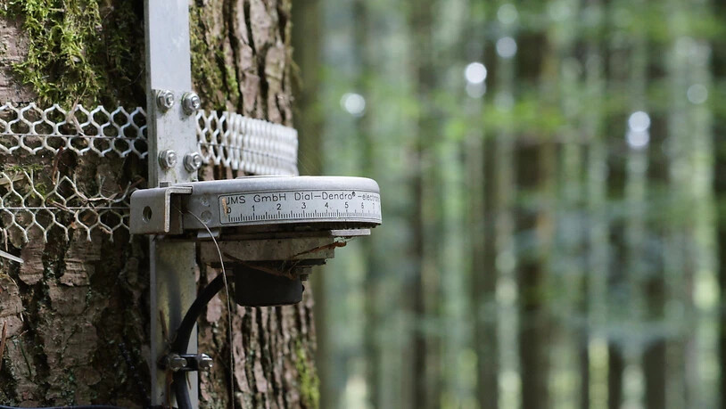Für eine europaweite Studie sammelten Forschende unter anderem Daten zu Baumumfang und Stickstoffeintrag aus der Luft.