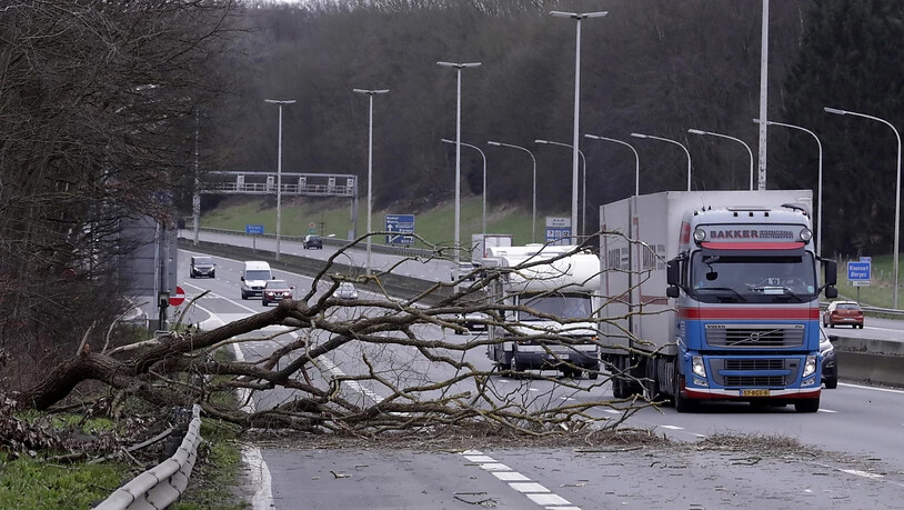 In Belgien stürzte ein Baum auf eine Autobahn.