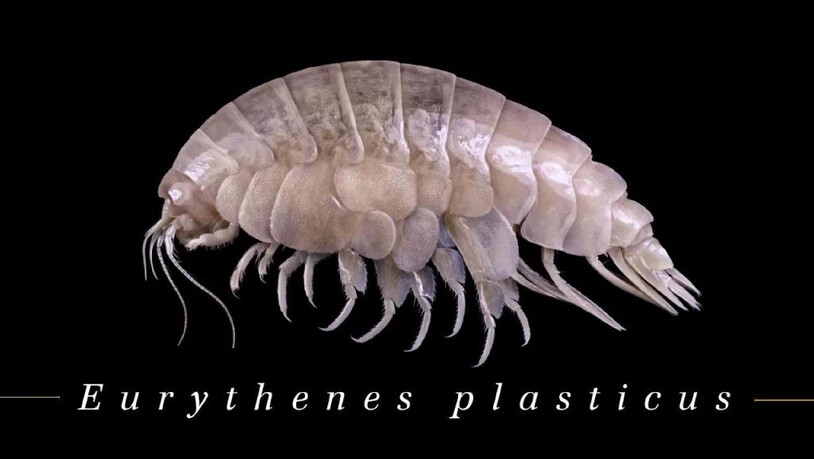 Eurythenes plasticus lebt in einer Tiefe von mehr als 6000 Metern. Trotzdem ist er bereits von der Umweltverschmutzung mit Mikroplastik betroffen.
