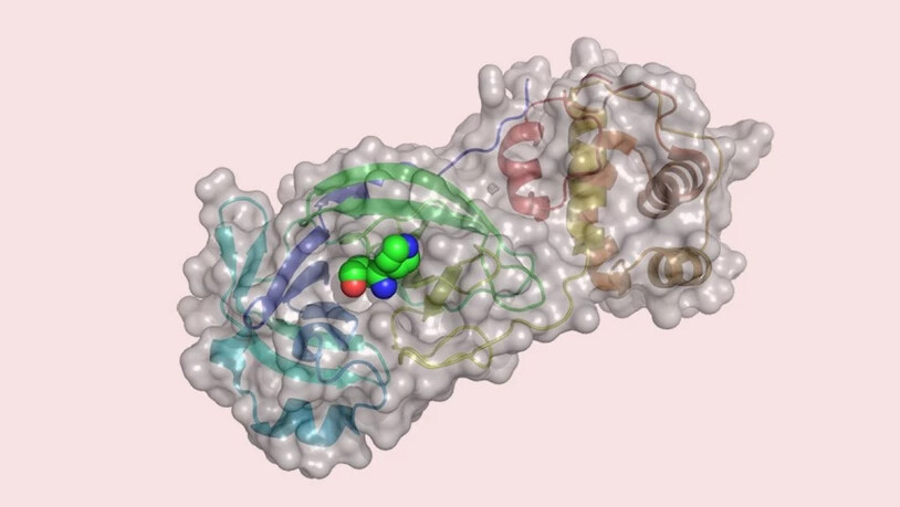 Am Computer haben Basler Forscher über 680 Millionen Wirkstoffe an einem essenziellen Enzym des Virus getestet.