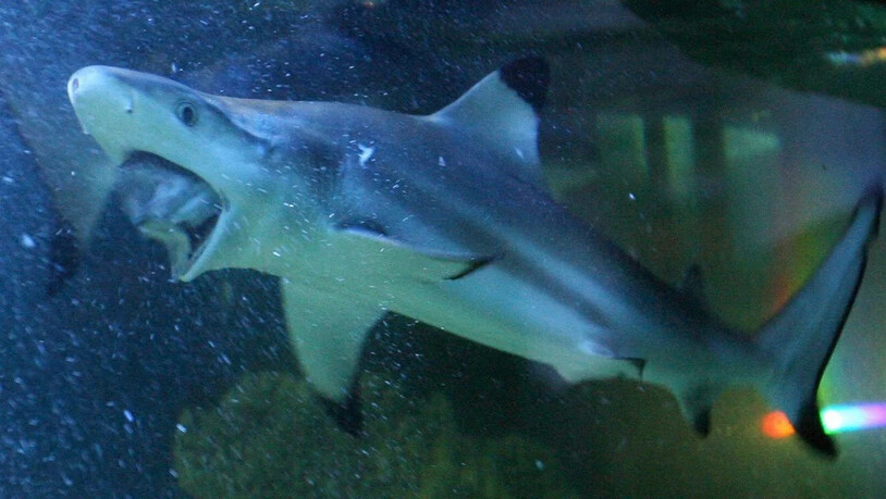 Ein Berner Forscher untersuchte, wo Raubfische wie der Hai in den Weltmeeren am meisten Beute machen (Themenbild).