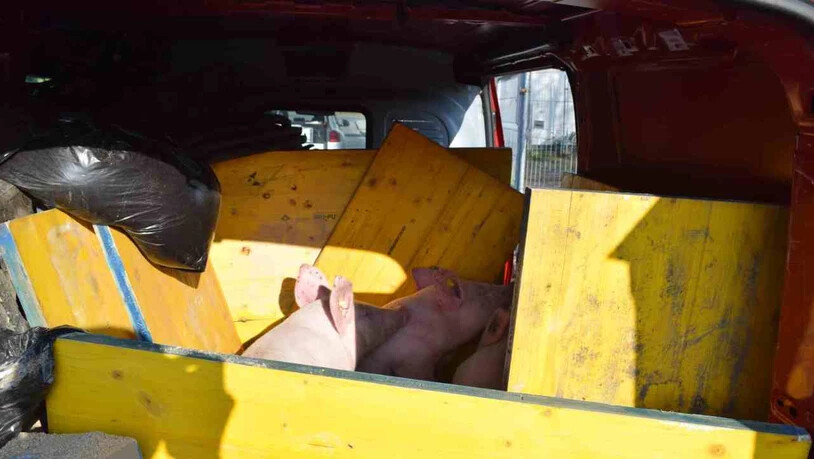 Auch drei Schweine waren an Bord des überladenen Lieferwagens.