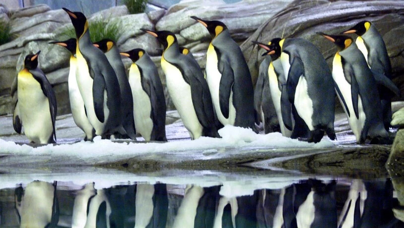Stickstoff im Stuhlgang von Königs-Pinguinen verbindet sich mit Bodenbakterien zu Lachgas. Rein theoretisch verströmen sie also einen schmerzstillenden Duft. (Archivbild)