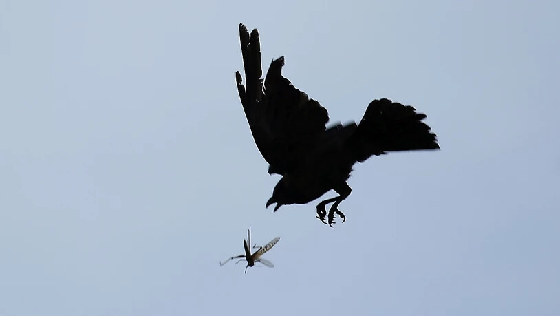 Eine Krähe versucht in der Luft eine Heuschrecke zu fangen. Ein Schwarm von Wüstenheuschrecken, die für die Zerstörung von Feldern gefürchtet sind, sind in dem Land gesehen worden. Die Heuschrecken kamen mutmaßlich aus Pakistan und Indien. Foto: Sunil…