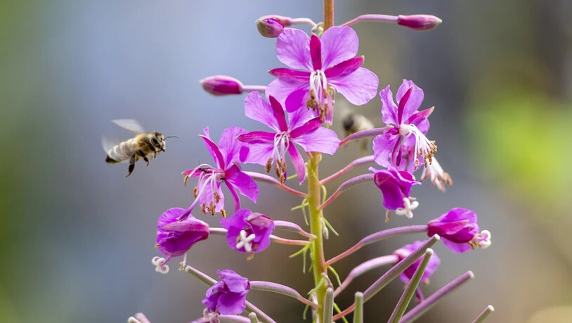 Wild- und Honigbienen haben auf dem neuen Insektenpfad im Tierpark Goldau ihren Auftritt.