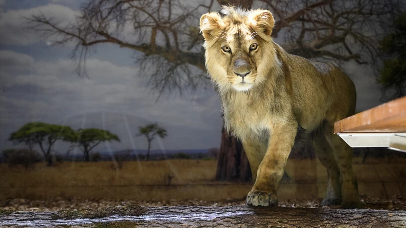 Erst die Anfänge einer Mähne: Der junge Löwe Makuti ist im Zoo von Servion VD eingetroffen.
