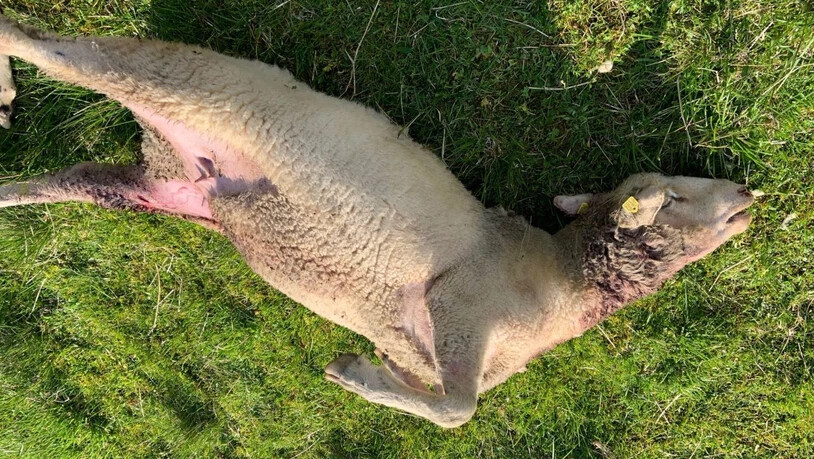 Eines der Schafe, die auf der Alp Fursch in der Gemeinde Flums SG von einem Wolf gerissen wurden.
