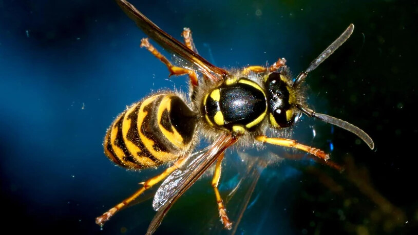 Die Wespe kann in der Sommerzeit zum grossen Störfaktor werden.