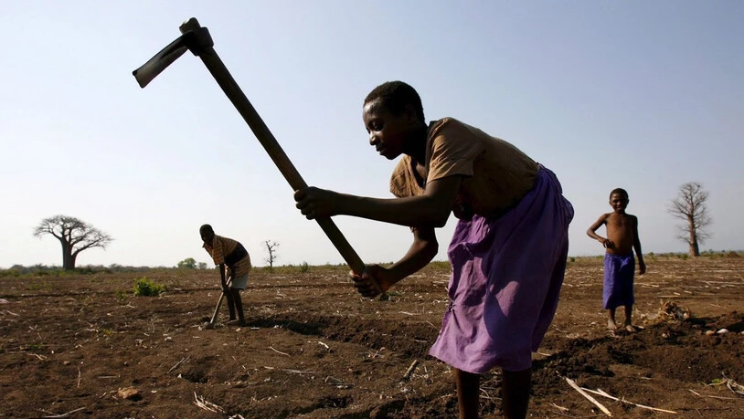 Der Verlust von Phosphor in den Böden Afrikas ist besonders hoch - für die Landwirtschaft ist dieses Element jedoch unentbehrlich.
