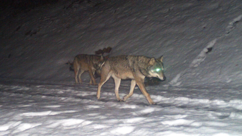 Im Februar konnten im Kanton Glarus zwei Wölfe nachgewiesen werden.