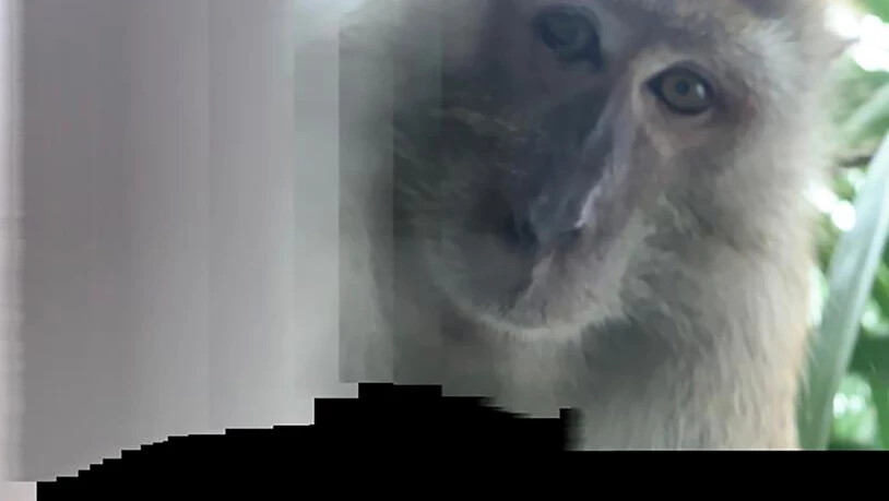 HANDOUT - Das von Zackrydz Rodzi zur Verfügung gestellte Foto zeigt einen Affen, der ein Selfie mit Rodzis Smartphone fotografiert hat. Foto: -/Zackrydz Rodzi/AP/dpa - ACHTUNG: Nur zur redaktionellen Verwendung im Zusammenhang mit der aktuellen…