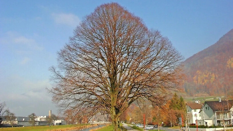 Gesucht: Fotos von schönen Bäumen, wie dem auf dem Linthdamm in Mollis, können zurzeit eingereicht werden.