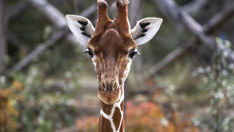 Fühlt sich bisher auch ohne Bulle wohl: eines der vier Giraffen-Weibchen im Zoo Zürich.