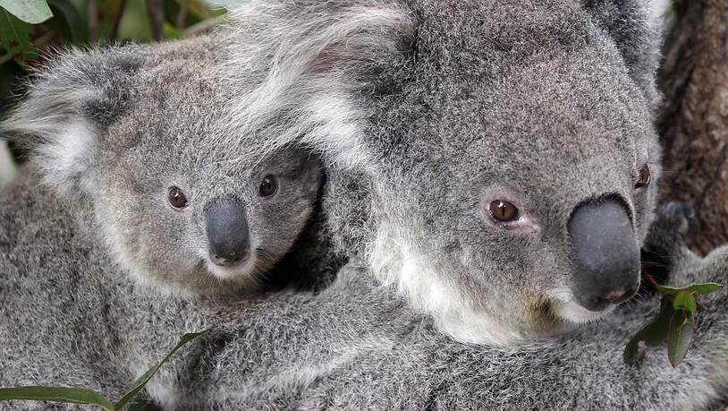 Die Koalas im australischen Bundesstaat New South Wales leiden unter ständigem Stress, was sie anfälliger für lebensbedrohliche Krankheiten macht.