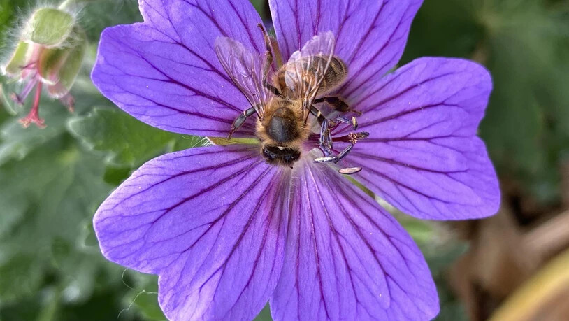 Eine fleissige Biene beim Naschen.