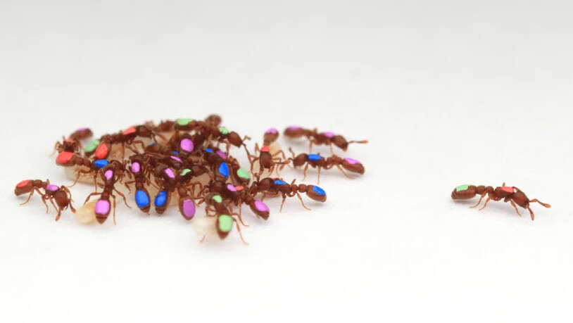 Ein farbiger Look für Ameisen: Eine ETH-Forscherin untersucht das soziale Gefüge der sechsbeinigen Krabbler.