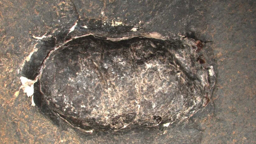Fossiler Fischkot: In den versteinerten Ausscheidungen fanden die Forschenden zahlreiche Schuppen anderer Fische.