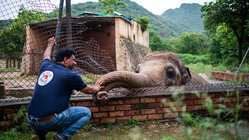 ARCHIV - Amir Khalil, Tierarzt der Tierschutzorganisation Vier Pfoten, begrüßt im Zoo Islamabad den Elefanten namens Kaavan. Foto: Arne Bänsch/dpa