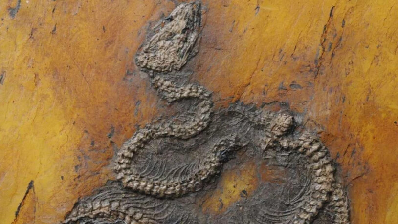Die neu beschriebene Pythonart Messelopython freyi ist der älteste bekannte fossile Nachweis einer Python weltweit.
