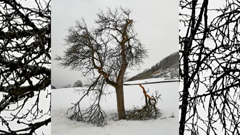 Grosse Last: Viele Bäume litten unter den riesigen Schneemengen: Dennoch sollen sie auf Wunsch der Umweltverbände möglichst erhalten bleiben.