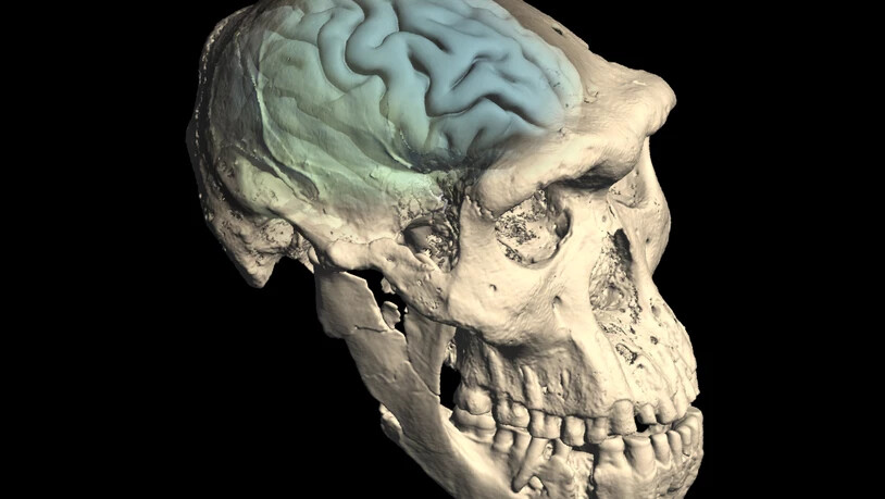 Eine Abbildung eines Schädels aus der Fundstätte im georgischen Dmanisi mit der abgeleiteten inneren Struktur des Gehirns. (Handout "Science")