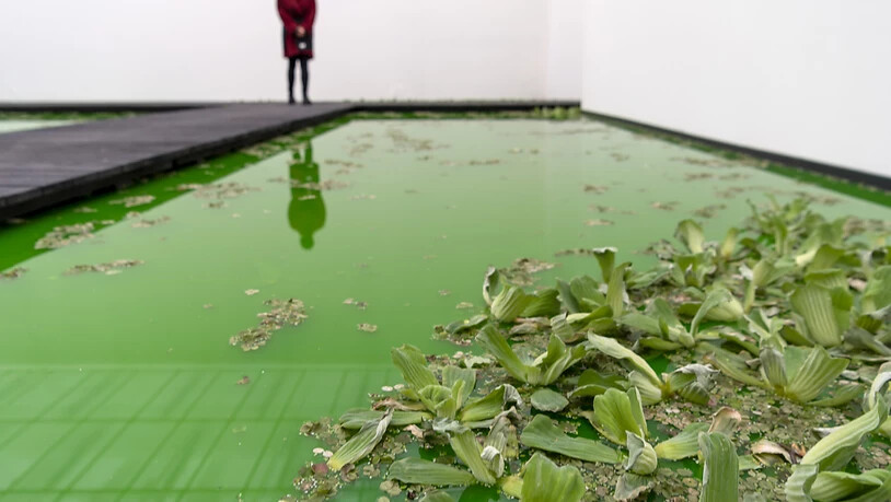 Menschen,  Mikroorganismen, Pflanzen: Olafur Eliasson hat das Museum für alles Leben geöffnet.