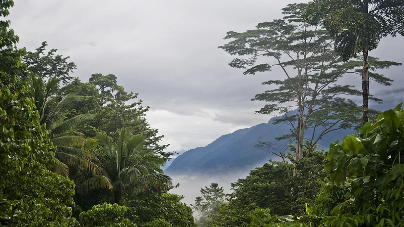 Tropische Bergnebelwälder wie der Manusela-Nationalpark auf der indonesischen Insel Seram zählen zu den artenreichsten Lebensräumen der Welt. Doch die Fläche dieser Ökosysteme verkleinerte sich in den letzten zwei Jahrzehnten.