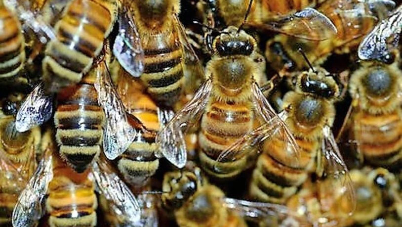 Wissenswertes: Auf dem Netstaler Bienenlehrpfad können Interessierte viel über Bienen erfahren.