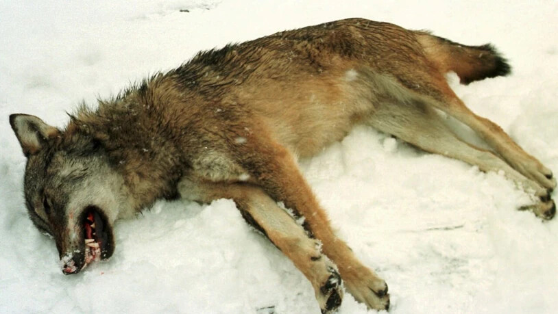 Die Bündner Wildhut hat im Valsertal einen schwerverletzten Wolf erlegt. (Symbolbild)