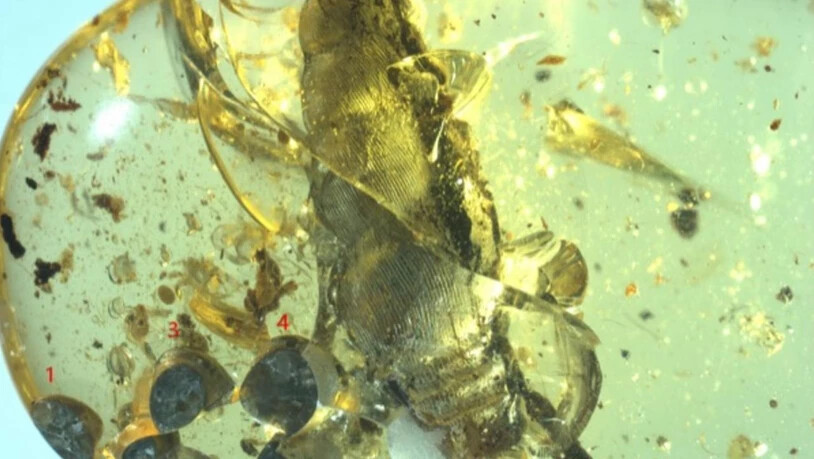 In Bernstein eingeschlossen fanden die Forschenden einen Nachweis für eine 99 Millionen Jahre alte Lebendgeburt: Eine weibliche Schnecke mit ihren fünf Jungtieren. (Pressebild)