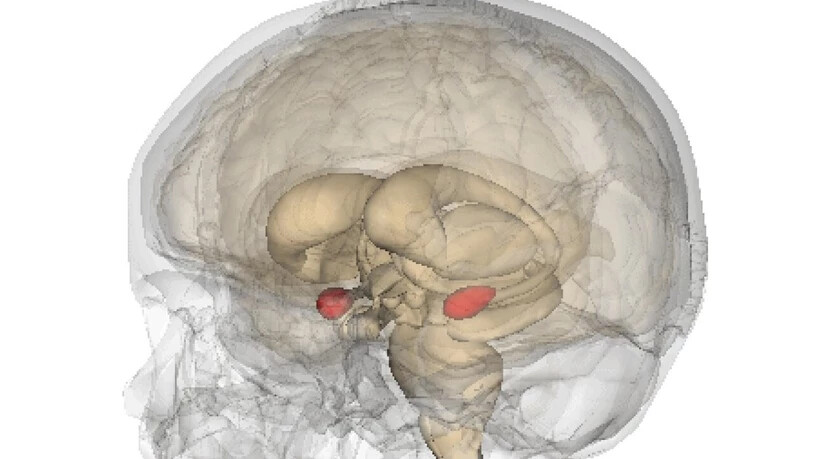 Die Amygdala (rot) ist ein paariges Kerngebiet des Gehirns. Dass sie eine Rolle bei der emotionalen Bewertung von Gefahren spielt, war bekannt. Berner und Basler Forscher haben jetzt herausgefunden, dass spezifische Nervenzellen in ihr auch für die…