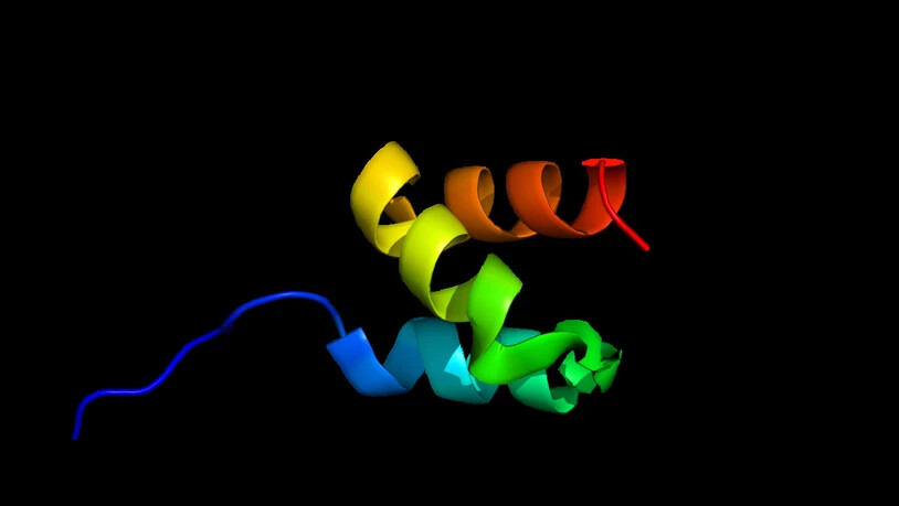 Das Enzym HUWE1 ist in der Lage, einer Vielzahl von unerwünschten Proteinen sozusagen den Todeskuss zu geben: Es versieht sie mit einer Markierung, die sie zum "Abschuss" freigibt. Das eröffnet neue therapeutische Möglichkeiten (Wikimedia)