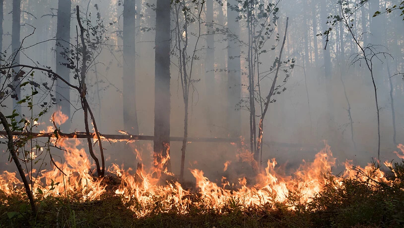 Flammen lodern in einem Wald. Wegen der schweren Waldbrände im Osten Russlands versinken immer mehr Dörfer und Städte im Rauch. Mehr als 105 Siedlungen und die Großstadt Jakutsk in der stark betroffenen sibirischen Region Jakutien (Republik Sacha) litten…