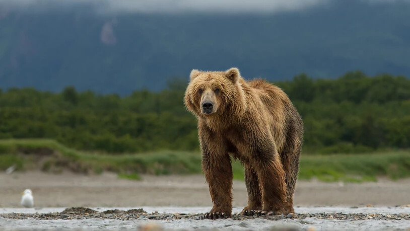 Ein Bär hat in der Wildnis von Alaska während einer Woche einen Mann verfolgt. Der Mann konnte schliesslich nach einer Suchaktion gerettet werden. (Symbolbild)