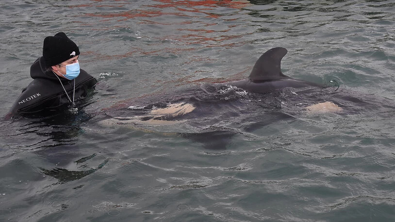 Volunteers help care for a baby orca who has lost its family in Wellington, New Zealand, Tuesday, July 13, 2021. (AAP Image/Ben McKay) NO ARCHIVING
