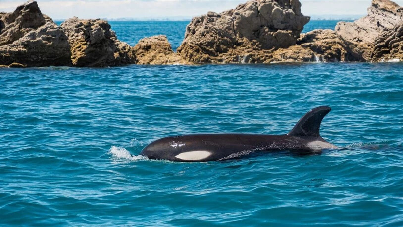 Das am Freitag verstorbene Orca-Baby Toa (Bild) war nicht das erste Tier, das Neuseeland in Atem hielt. Vor ihm hatten es schon ein anderer Orca-Säugling - Bob - sowie der Otter Jin und das Schaf Shrek  zu nationaler Berühmtheit gebracht. (Pressebild…