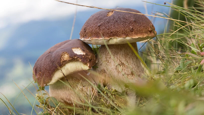 Das nasse Wetter der vergangenen Wochen freut die Pilzfreunde: In zahlreichen Wäldern sind viele Pilze aus dem Boden geschossen. (Symbolbild)