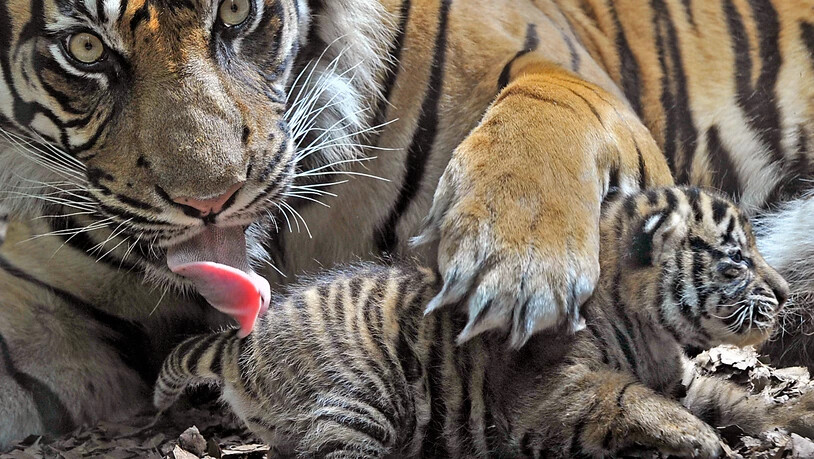 ARCHIV - Eine Sumatra-Tigerin beschützt im Zoo von Frankfurt am Main ihren Nachwuchs. In Indonesien sind drei seltene Sumatra-Tiger in einer Falle verendet. Laut dem Sprecher der örtlichen Naturschutzbehörde wurden die Kadaver der Raubkatzen - eine…