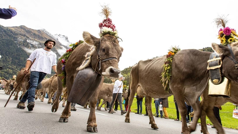 Blumengeschmückt durchs Dorf: Der Höhepunkt des Elmer Chäsmärts ist erreicht, wenn die Kühe von Steinibach ins Dorf kommen.