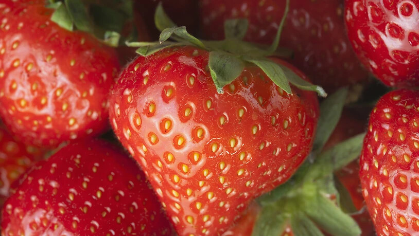 Basler Botaniker entwickelten eine Methode, um Lebensmittelbetrug aufzudecken. Überprüft und getestet haben sie das Modell an einem Referenzdatensatz für Erdbeeren. (Themenbild)