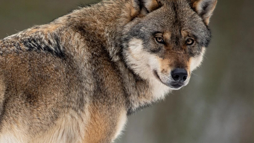 Der Wolf wird in Deutschland zunehmend auch in den Grossstädten gesichtet. (Archivbild)