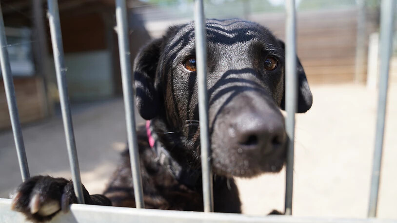 dpatopbilder - ARCHIV - Ein Hund schaut aus seinem Gehege im Tierheim Hamburg. Die BBC berichtete am Samstag, dass viele Briten, die sich im Corona-Lockdown einen Hund zugelegt haben, diesen wieder bei Tierheimen abgegeben. «Es sind definitiv…