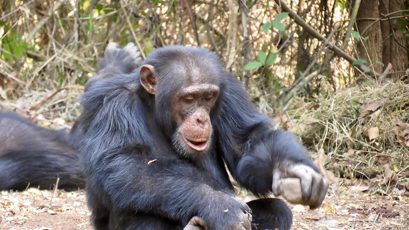 Anders als die Nimba-Schimpansen knacken die Bossou-Schimpansen, die nur wenige Kilometer entfernt leben, ständig Nüsse mit Steinen.