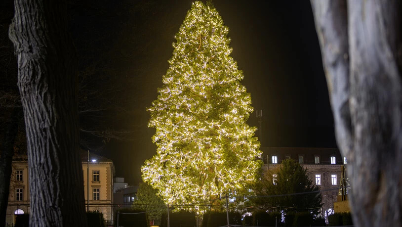 Der Mammutbaum im Churer Fontanapark wurde passend zur Weihnachtszeit leuchtend geschmückt. 