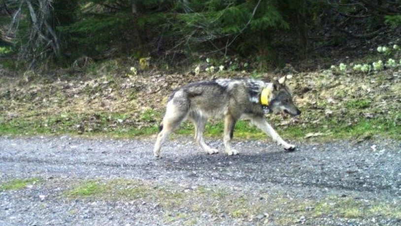 Von Disentis bis Ungarn: Der Jungwolf M237 aus dem Stagiasrudel ist von der Surselva bis an die slowakische Grenze gelaufen. Er trägt ein gelbes Halsband mit einem GPS-Sender.